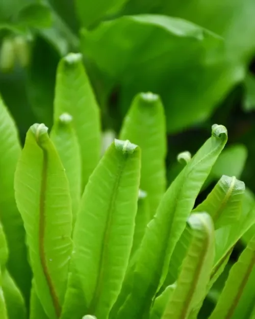 Asplenium scolopendrium, Hirschzungenfarn