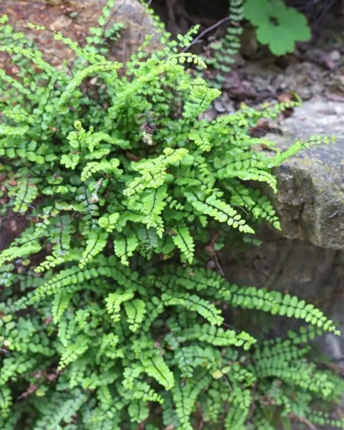 Asplenium trichomanes, Milzfarn, Streifenfarn