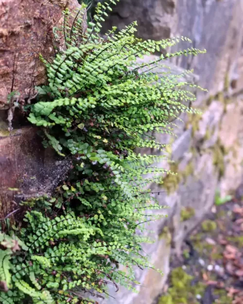 Asplenium trichomanes, Streifenfarn