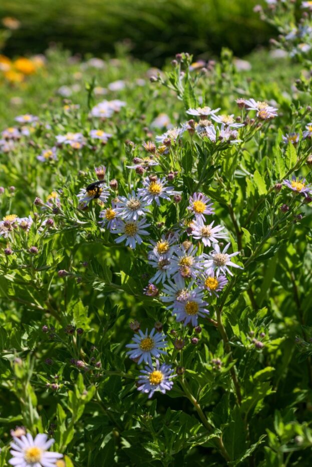 Aster ageratoides 'Asran', Spätherbst-Aster