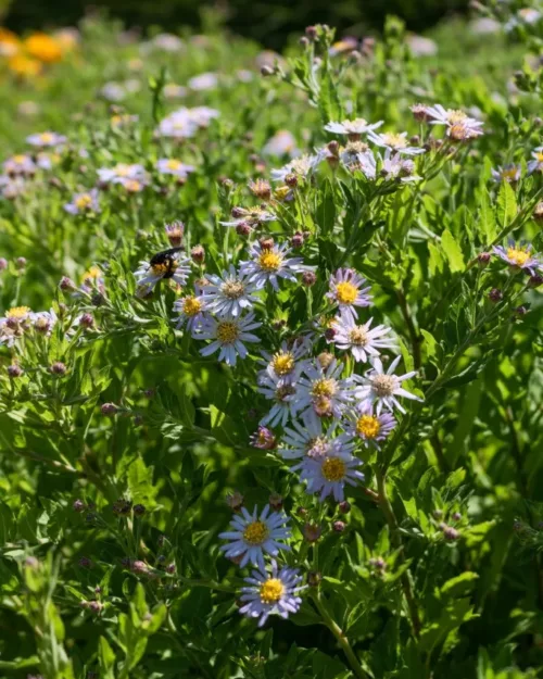 Aster ageratoides 'Asran', Spätherbst-Aster