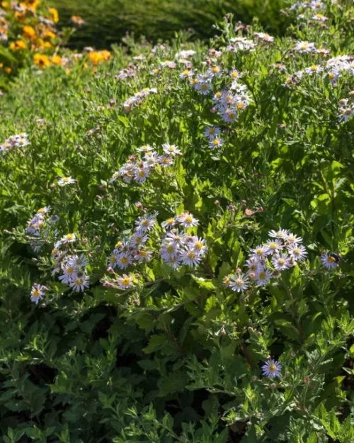 Aster ageratoides 'Asran', Spätherbst-Aster