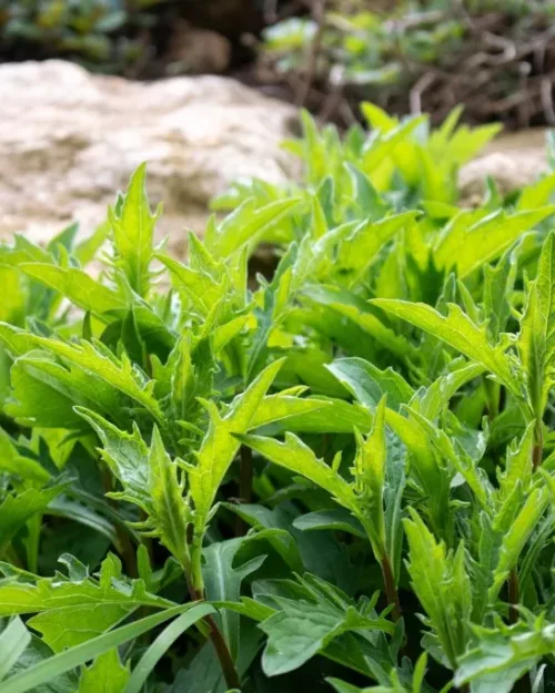 Aster ageratoides 'Asran', Spätherbst-Aster