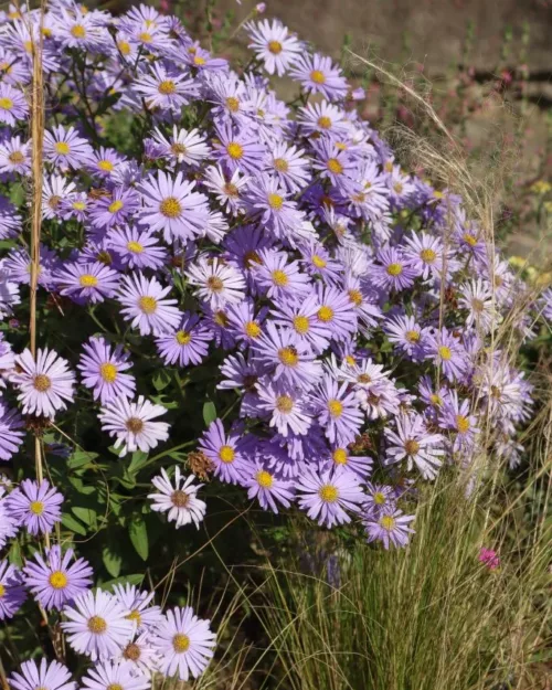 Aster 'Bart's Blue Beauty', Herbst-Aster