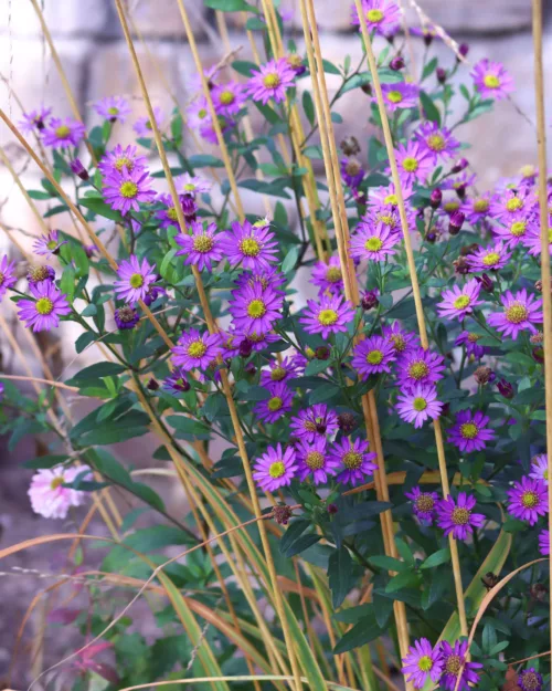 Aster 'Ezo Murasaki', Spätherbst-Aster