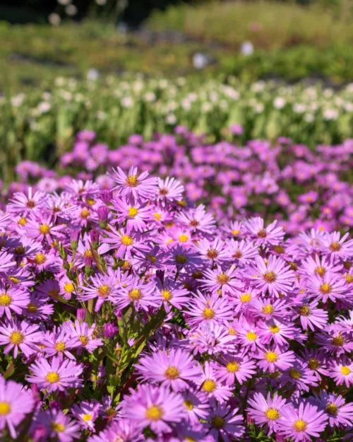 Kissenaster - Aster dumosus 'Herbstgruß vom Bresserhof'