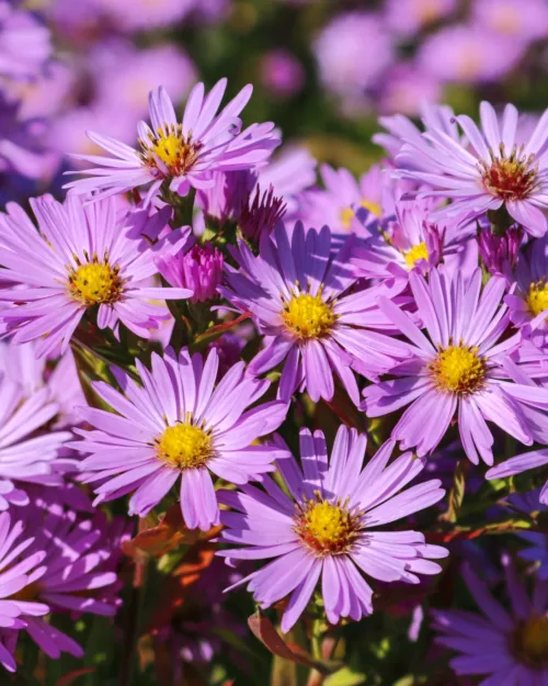Kissenaster - Aster dumosus 'Herbstgruß vom Bresserhof'
