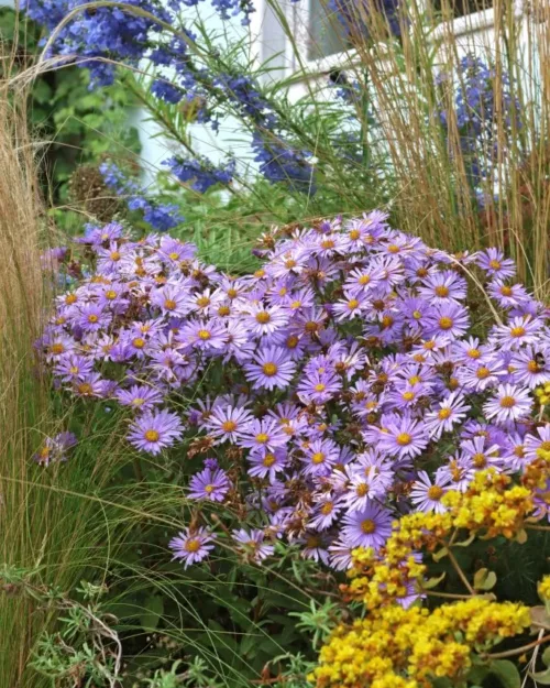 Aster 'Bart's Blue Beauty', Herbst-Aster