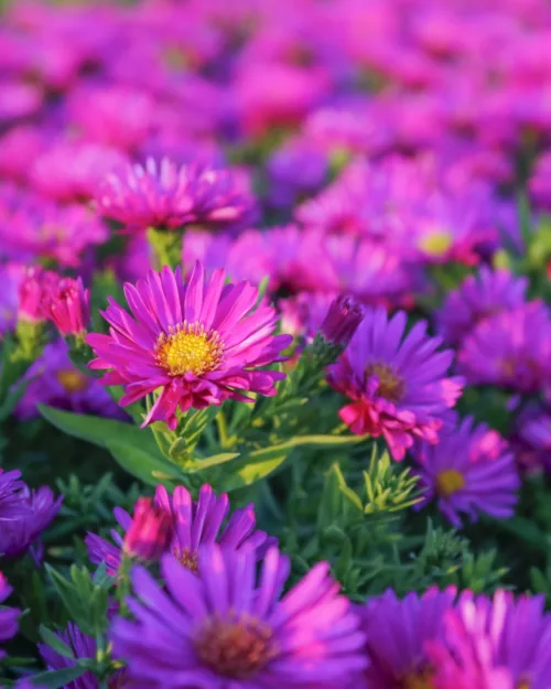 Aster dumosus 'Kassel', Kissenaster