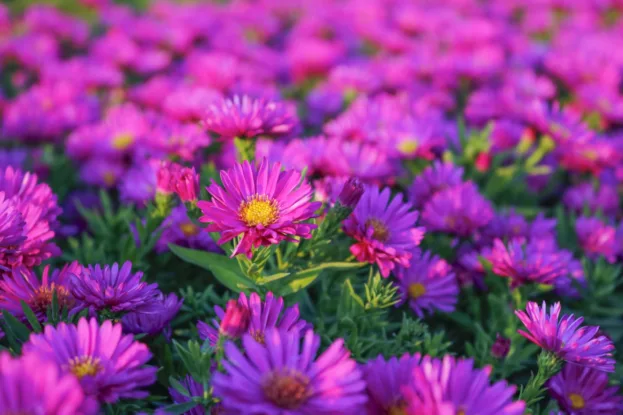 Aster dumosus 'Kassel', Kissenaster