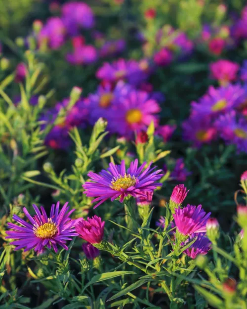 Aster dumosus 'Kassel', Kissenaster