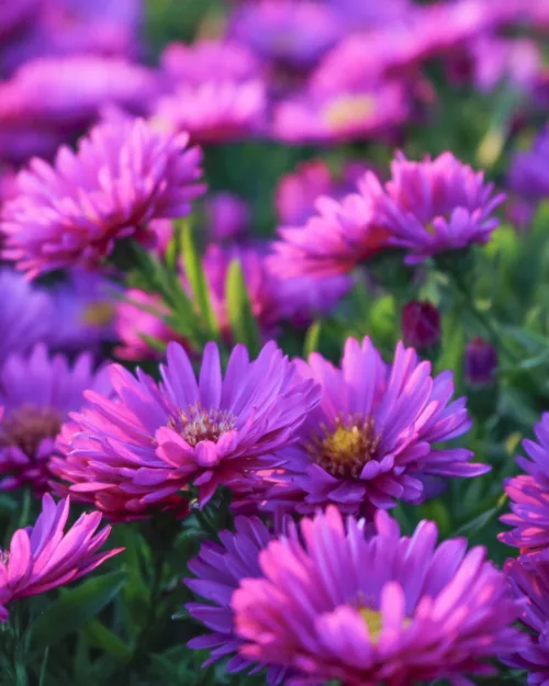 Aster dumosus 'Kassel', Kissenaster