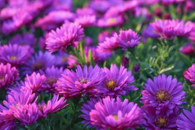 Aster dumosus 'Kassel', Kissenaster