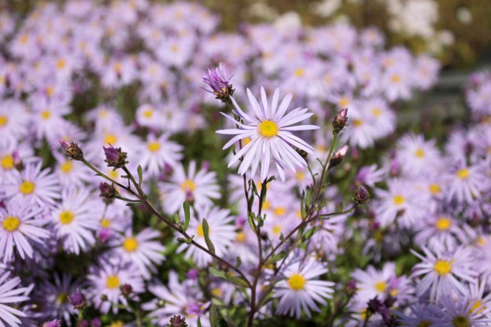 PyrenäenAster Aster pyrenaeus 'Lutetia'