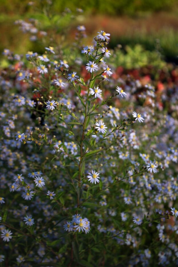 Aster cordifolius 'Photograph', Schleier-Aster