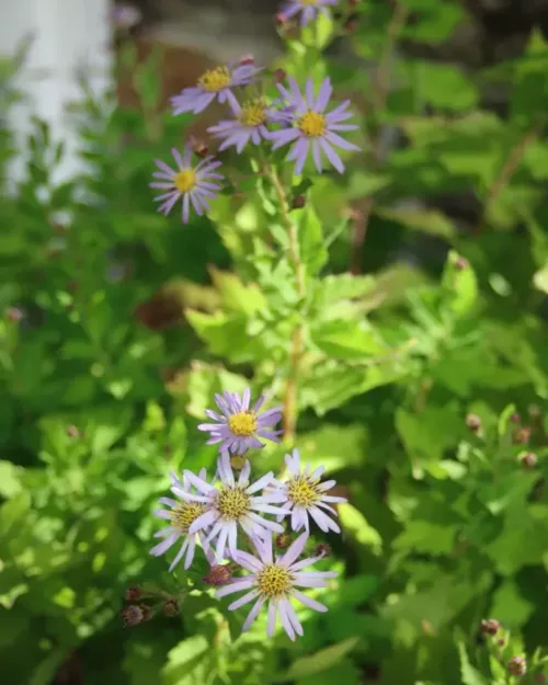 Aster ageratoides 'Asran', Spätherbst-Aster