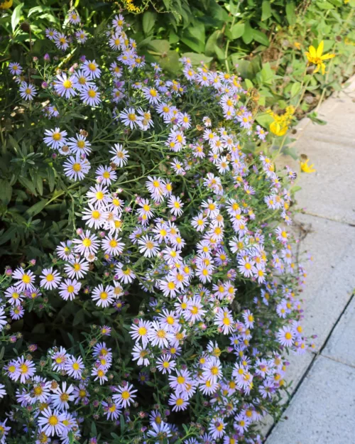 Aster ageratoides 'El Macho', Herbst-Wildaster