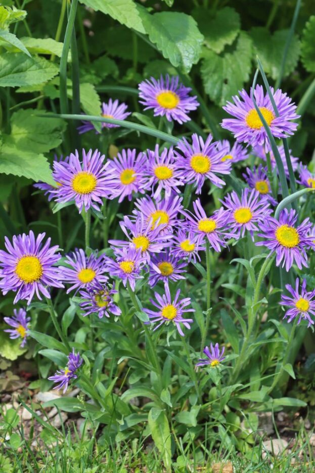 Aster alpinus 'Dunkle Schöne', Alpen-Aster