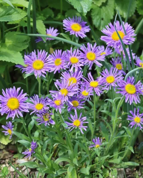 Aster alpinus 'Dunkle Schöne', Alpen-Aster