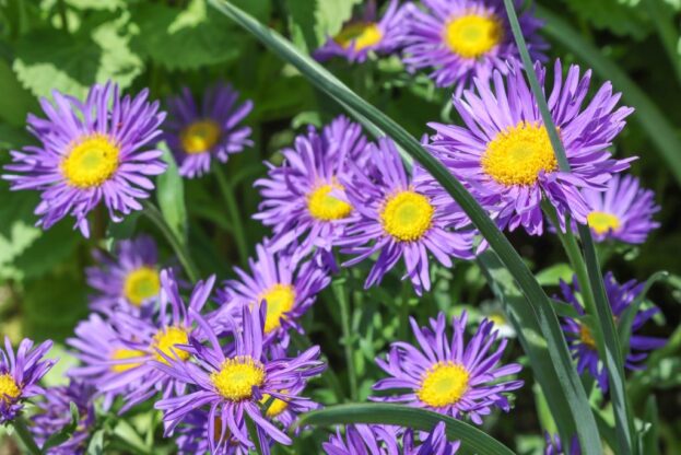 Aster alpinus 'Dunkle Schöne', Alpen-Aster