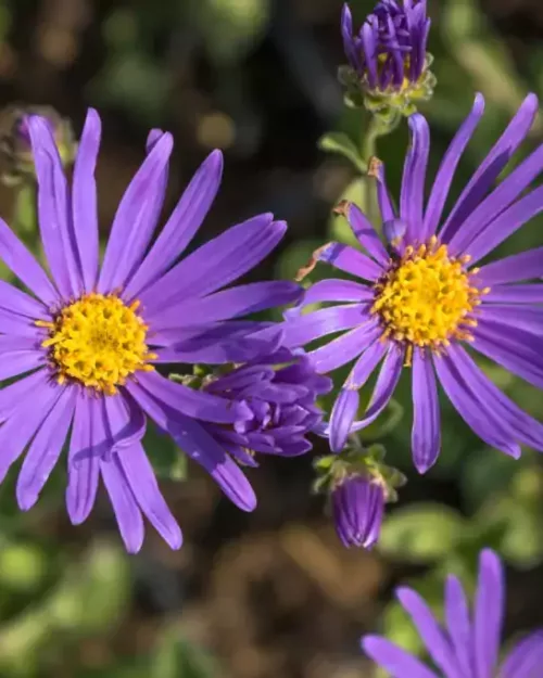 Aster amellus 'Blue King', Bergaster