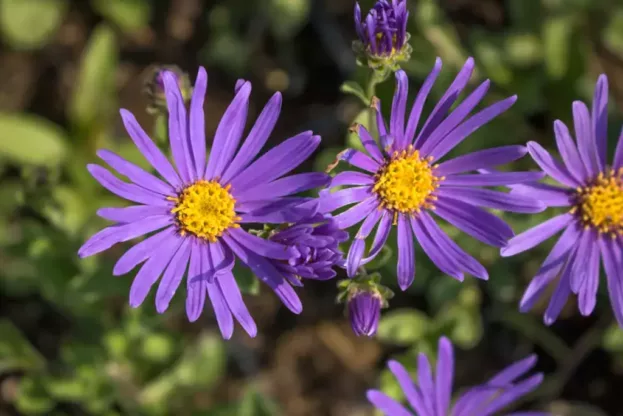 Aster amellus 'Blue King', Bergaster