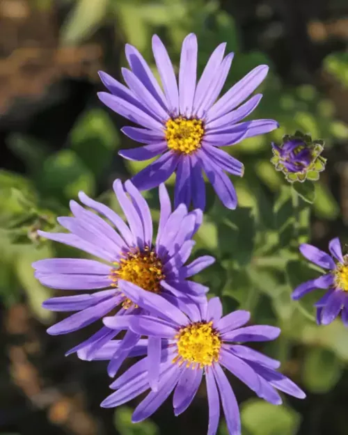 Aster amellus 'Blue King', Bergaster