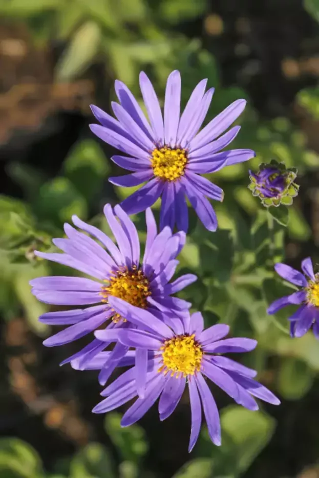 Aster amellus 'Blue King', Bergaster