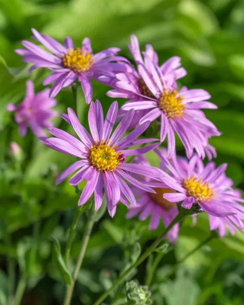 Aster amellus 'Rosa Erfüllung', Bergaster