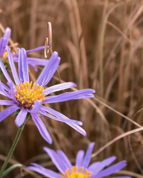 Aster amellus 'Blue King', Bergaster