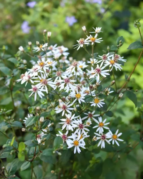 Eurybia divaricata (syn. Aster divaricatus), Waldaster