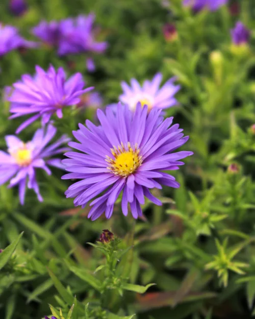 Aster dumosus 'Augenweide', Kissenaster