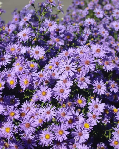 Aster dumosus 'Blauer Gletscher', Kissenaster