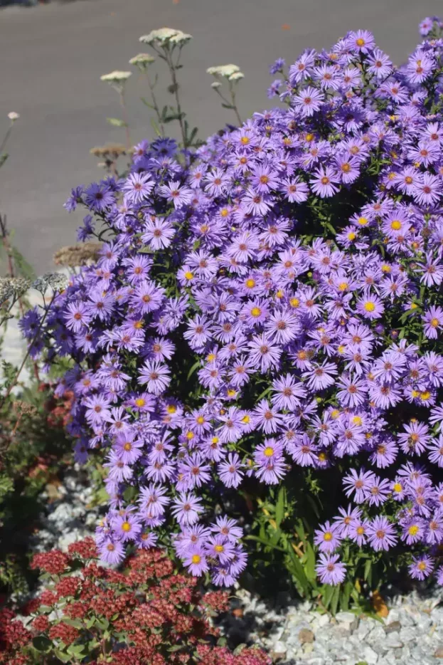 Aster dumosus 'Blauer Gletscher'