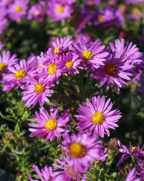 Aster dumosus 'Kassel', Kissen-Aster