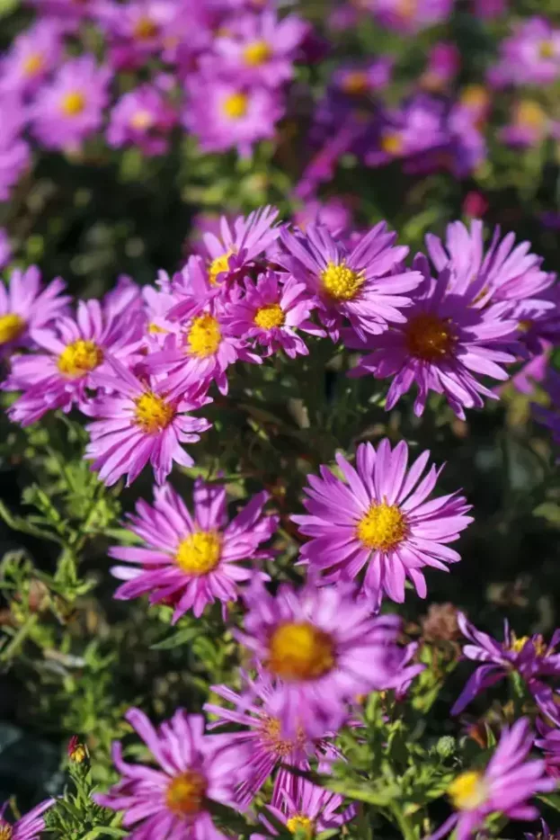 Aster dumosus 'Kassel', Kissen-Aster