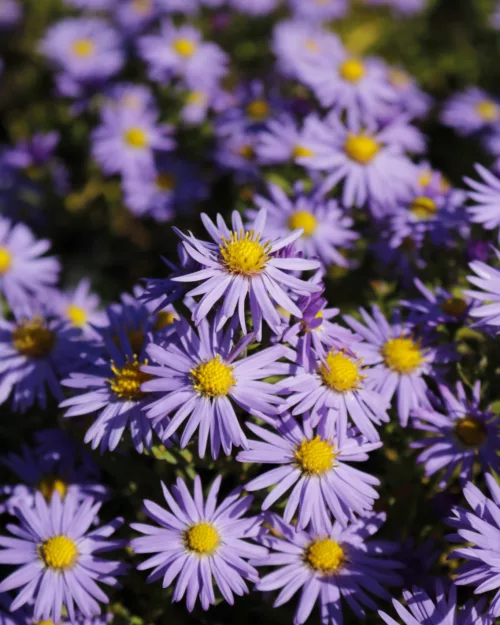Aster dumosus 'Prof. Anton Kippenberg', Kissenaster