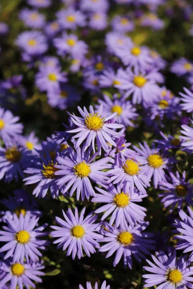 Aster dumosus 'Prof. Anton Kippenberg', Kissenaster