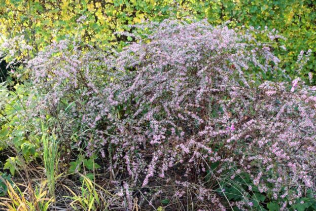 Aster lateriflorus 'Lady in Black', Horizontale Aster