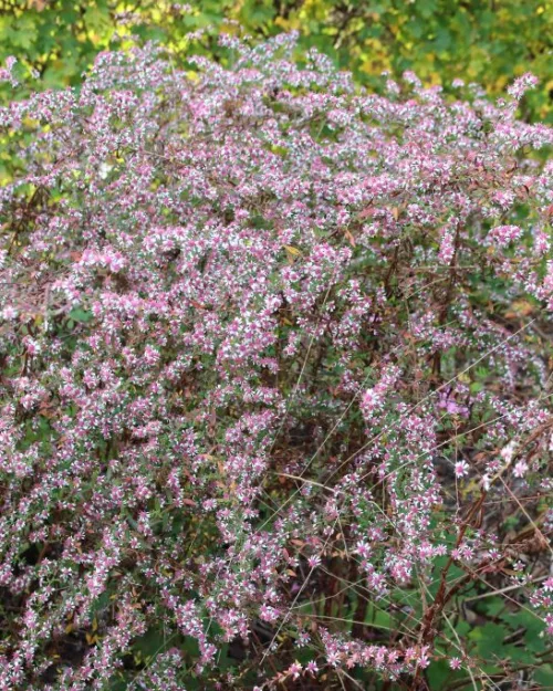 Aster lateriflorus 'Lady in Black', Horizontale Aster