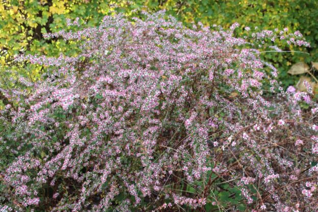 Aster lateriflorus 'Lady in Black', Horizontale Aster