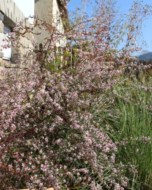 Aster lateriflorus horizontalis 'Lady in Black', Horizontale Aster