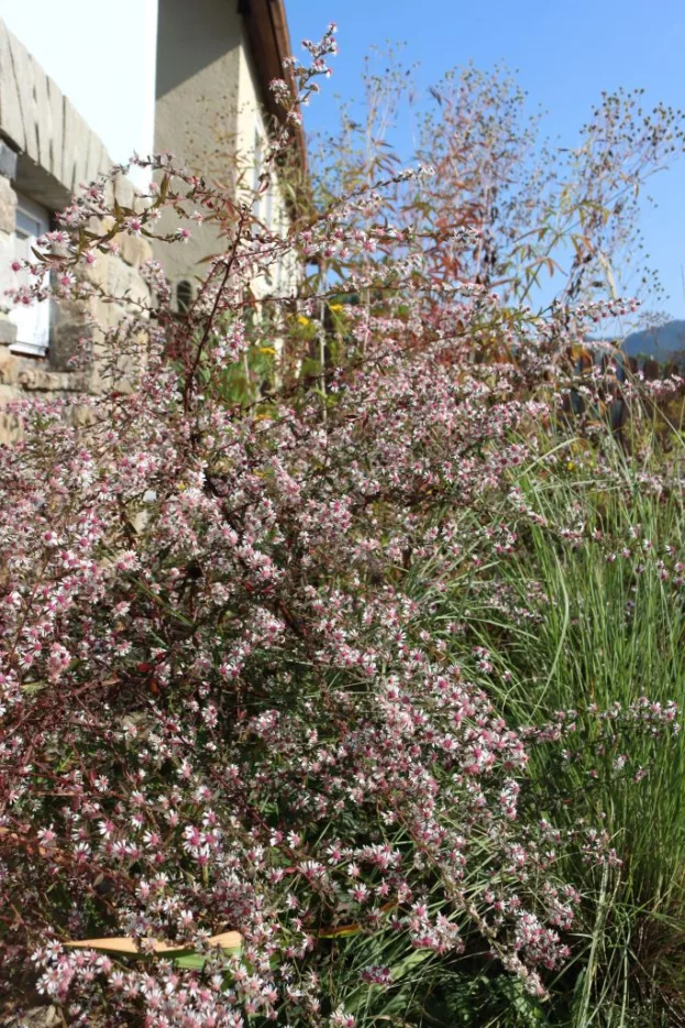 Aster lateriflorus horizontalis 'Lady in Black', Horizontale Aster