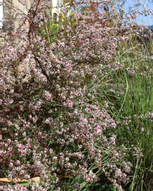 Aster lateriflorus horizontalis 'Lady in Black', Horizontale Aster