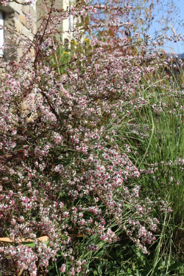 Aster lateriflorus horizontalis 'Lady in Black', Horizontale Aster