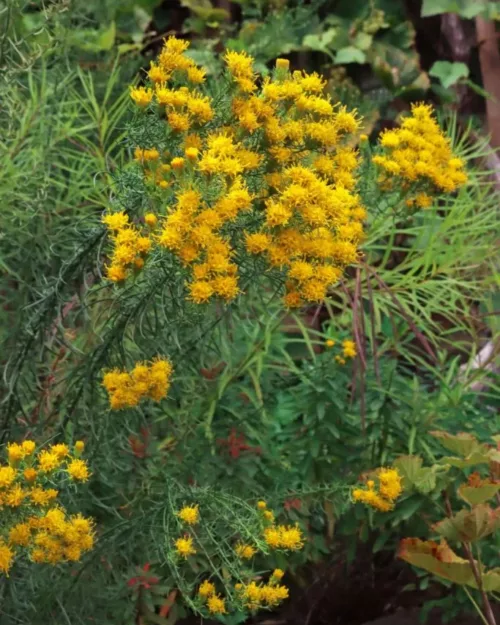 Aster linosyris, Goldhaar-Aster