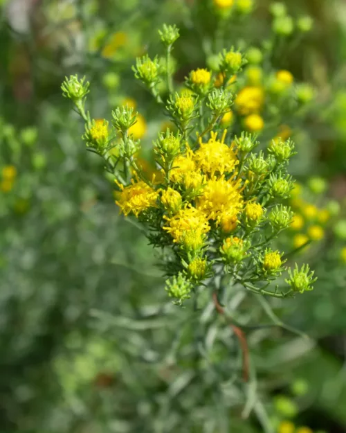 Aster linosyris, Goldhaar-Aster