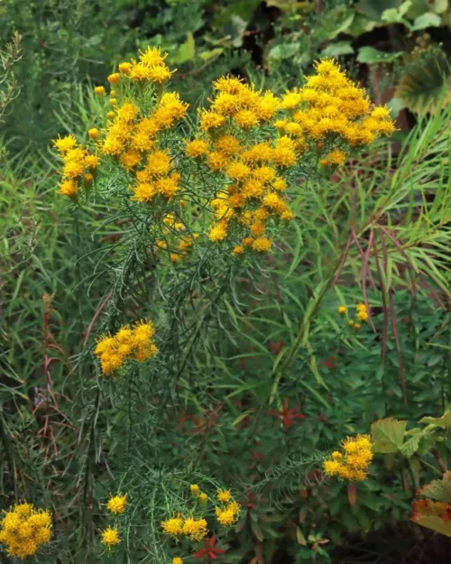 Aster linosyris, Goldhaar-Aster