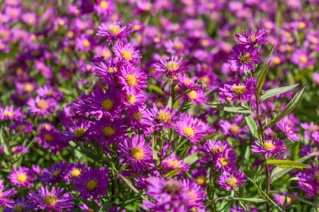 Aster novi-belgii 'Karminkuppel', Glattblattaster