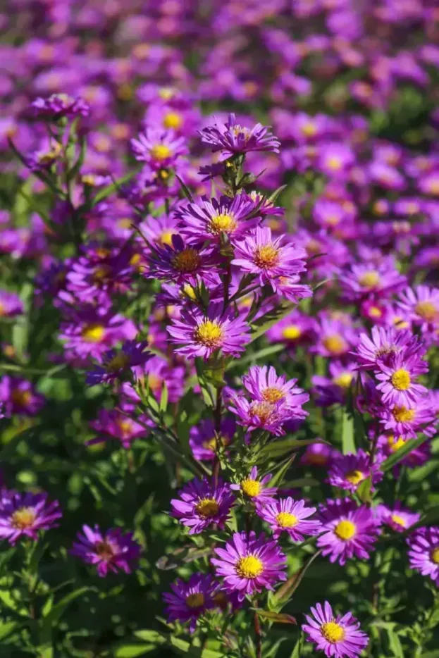 Aster novi-belgii 'Karminkuppel', Glattblattaster